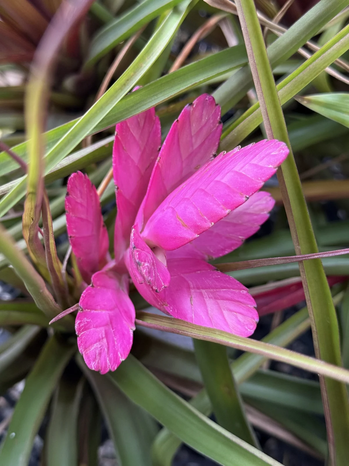 チランジア‘アントニオ’