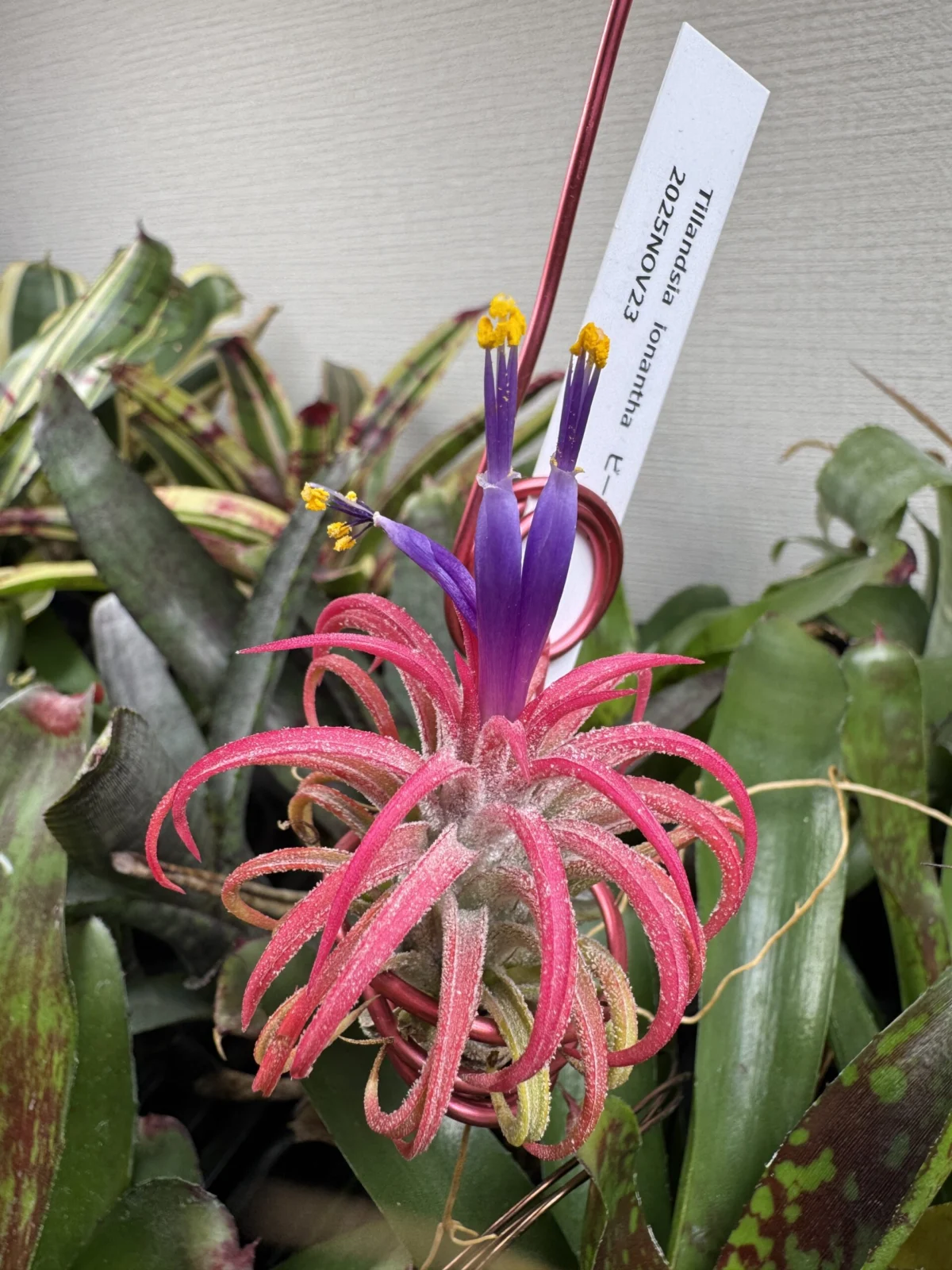 ティランジア　イオナンタ　ビーラー