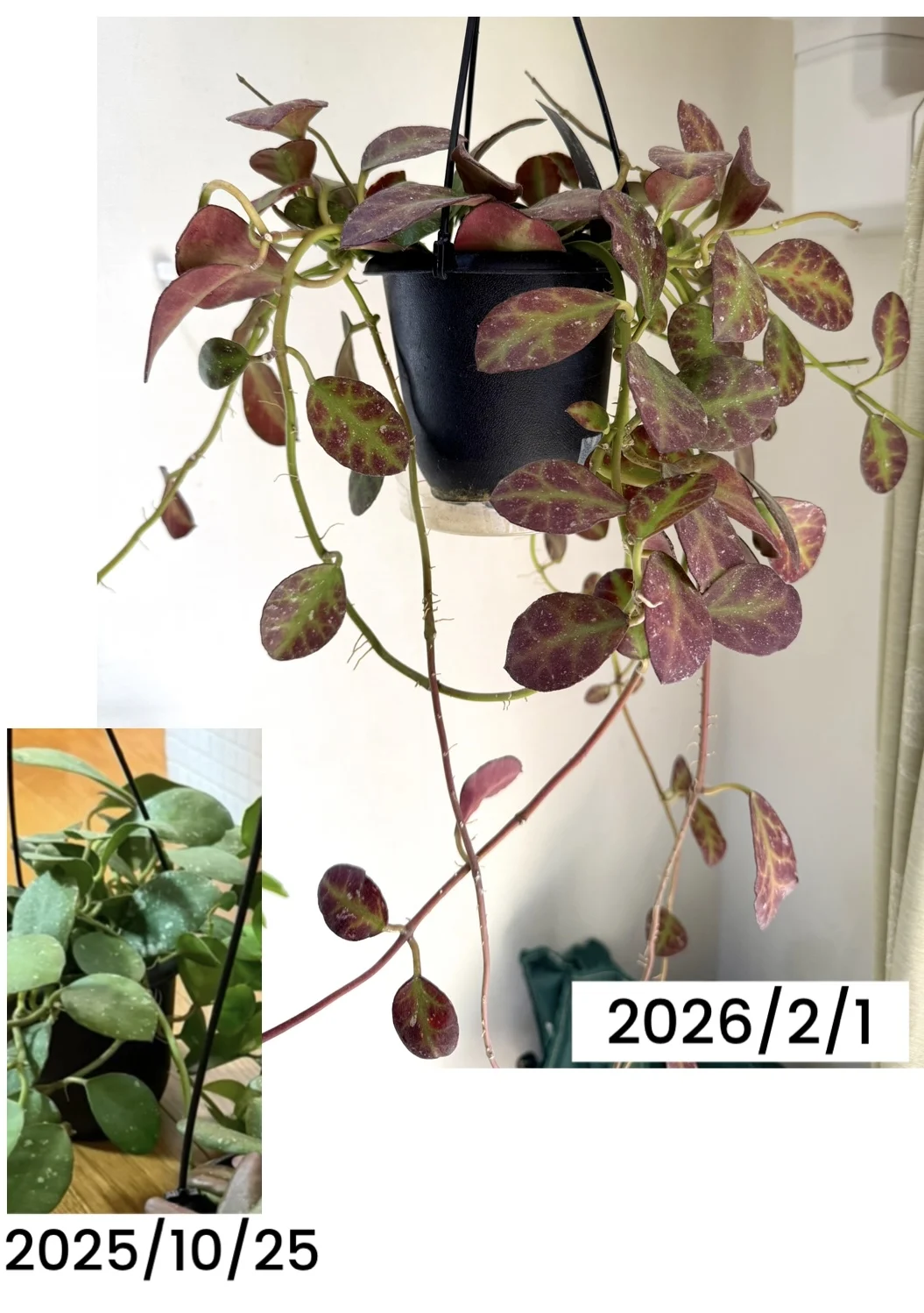 ホヤ ワイマニアエ