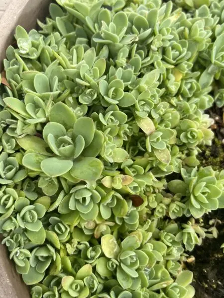多肉植物　オロスタキス　ピーチパーフェクト