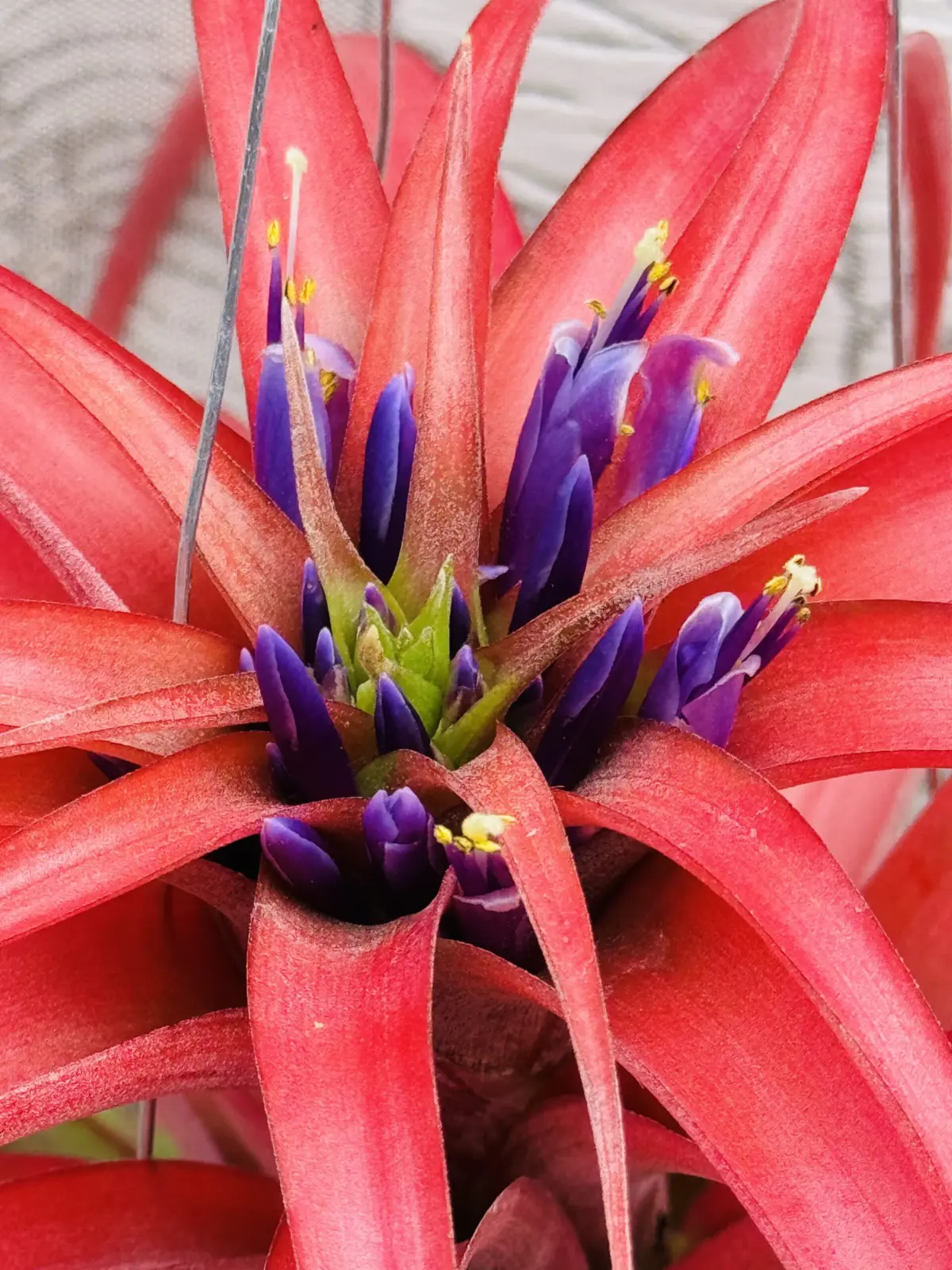 ティランジア　カピタータ　ブラキカウルス疑惑　花