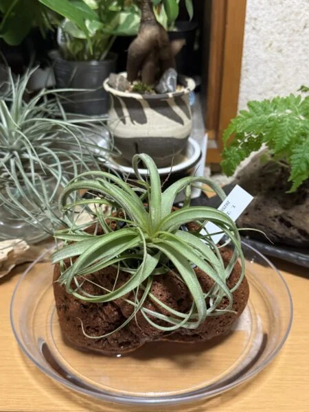 ティランジア　エリサ　湿度を高める