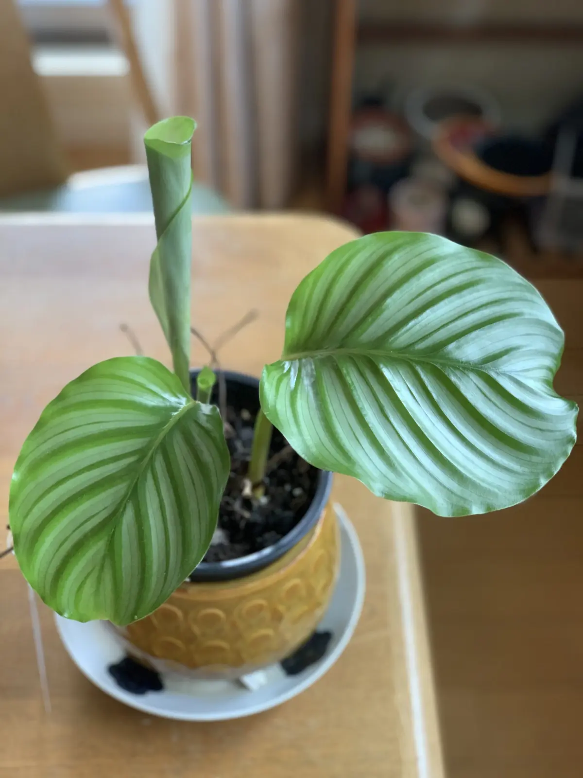カラテア　オルビフォリア　復活