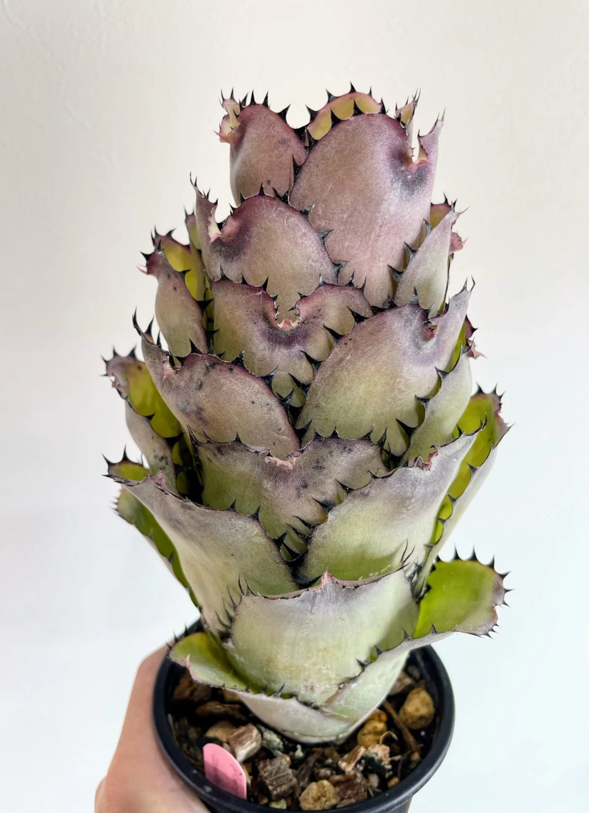 ビルベルギア サンデリアーナ