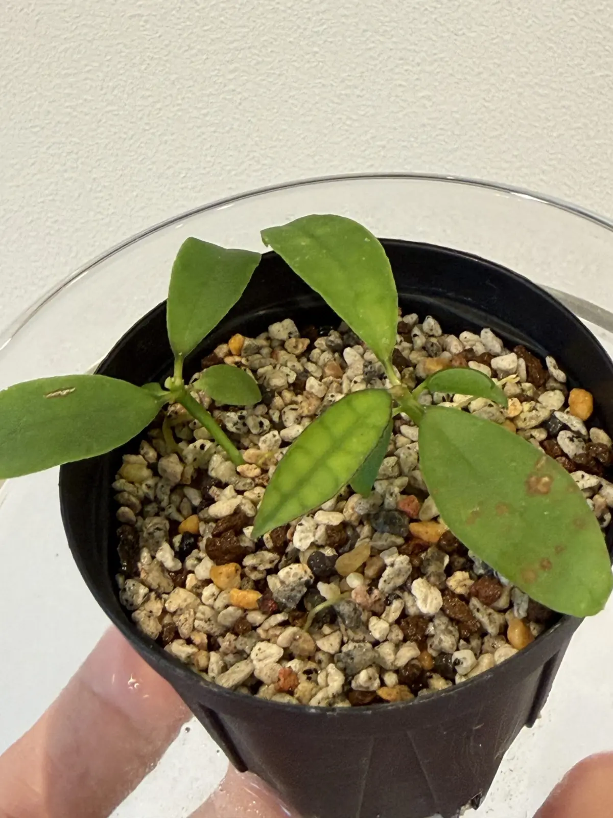 ホヤ　フィンレイソニー　種　発芽　成長中