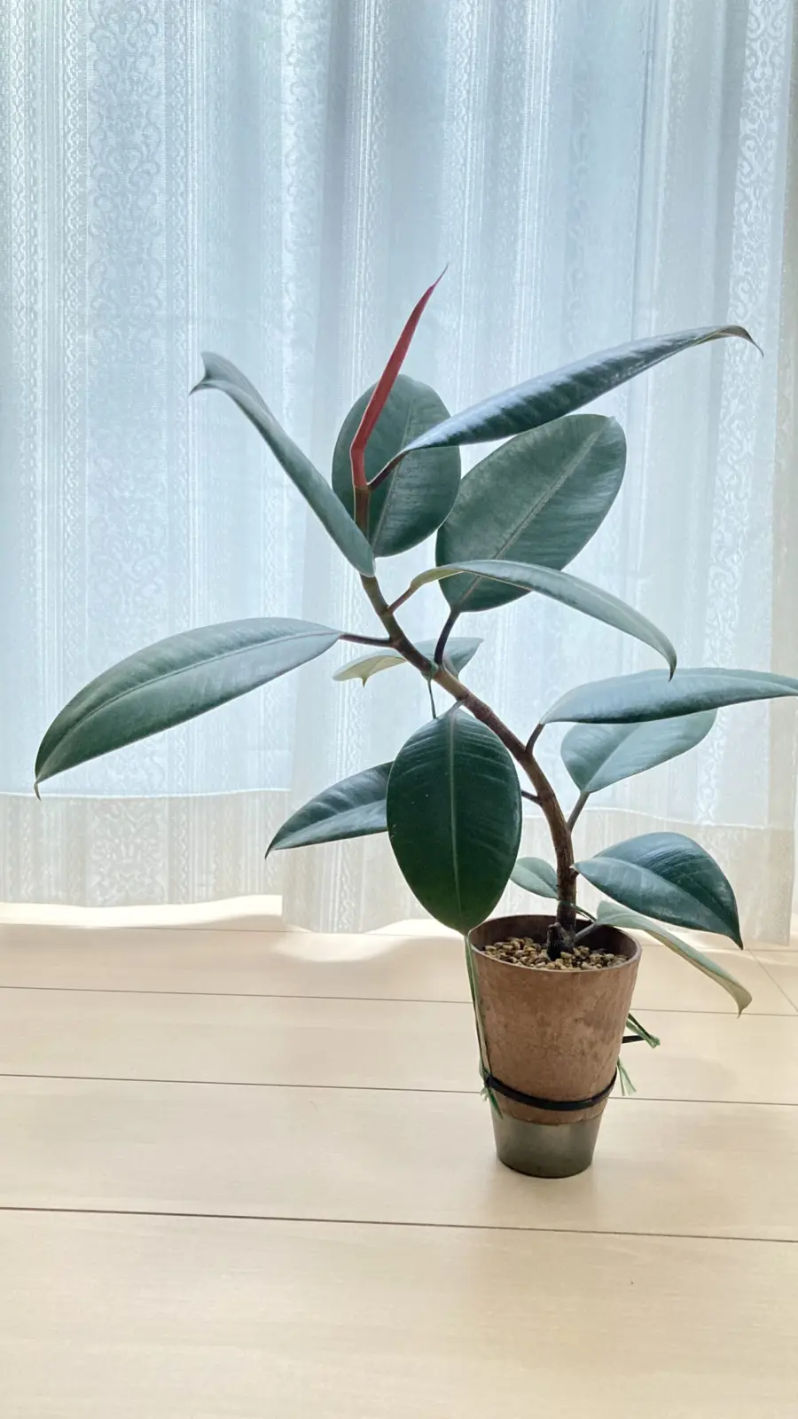 ゴムの木 (フィカス) 曲げ