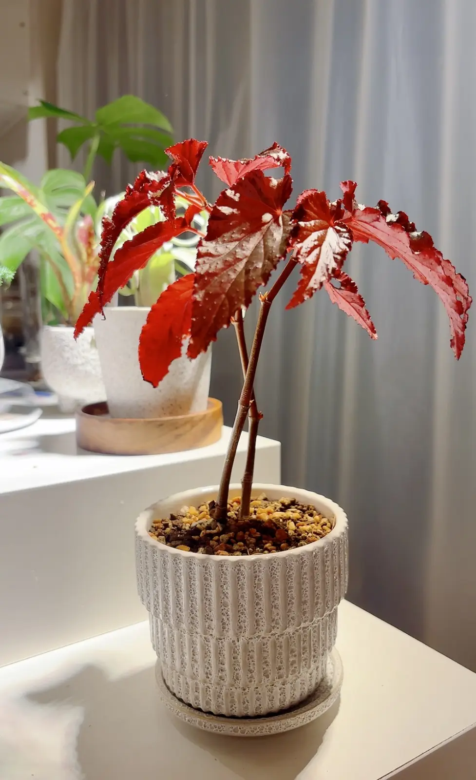 ベゴニア　ブラックドラゴン