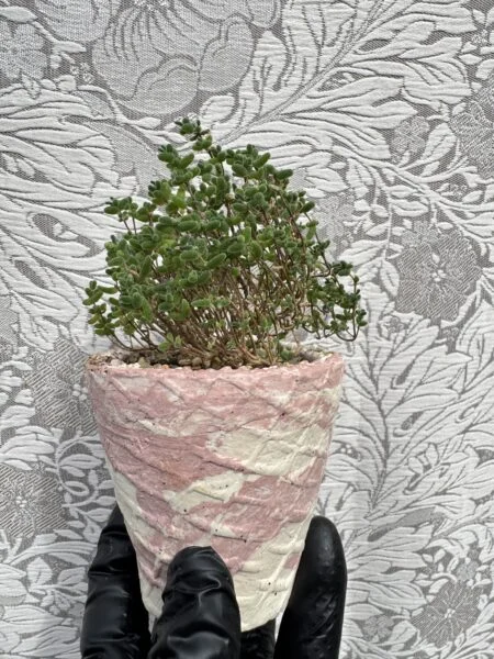 ドロサンテマム ミカン 側面 多肉植物