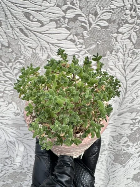 ドロサンテマム ミカン 天面 多肉植物