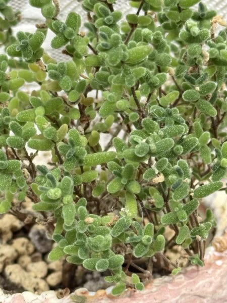ドロサンテマム ミカン 近接撮影 多肉植物