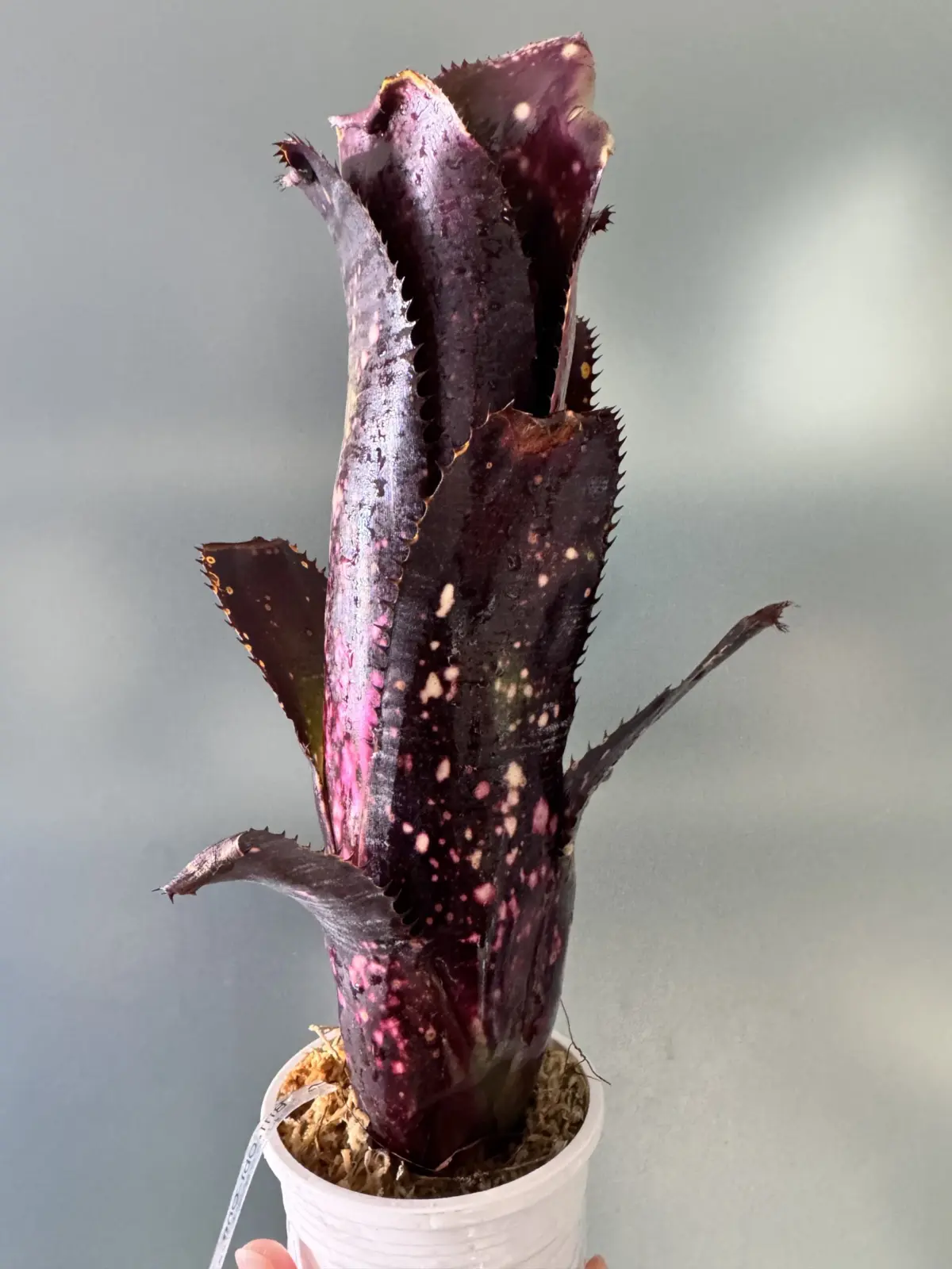 ビルベルギア　オビワン