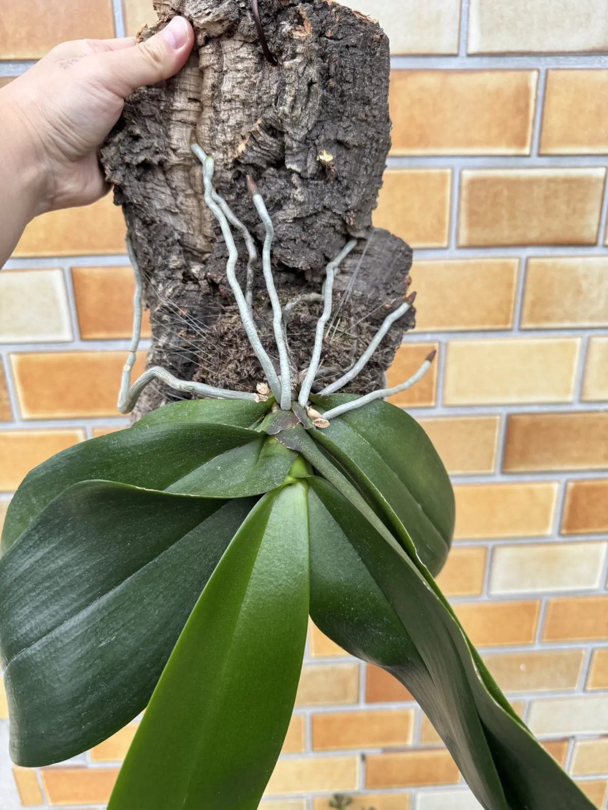 胡蝶蘭　根　自重を支える