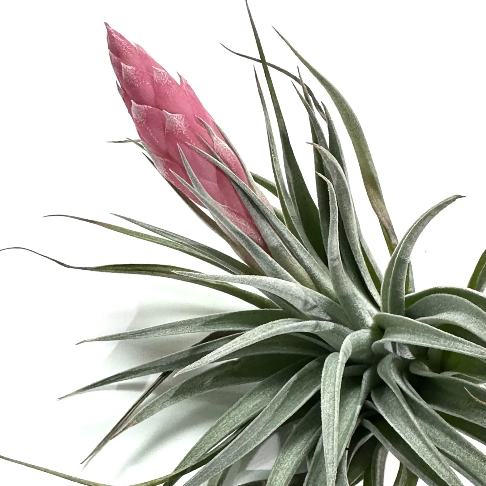 ティランジア　レクルビフォリア