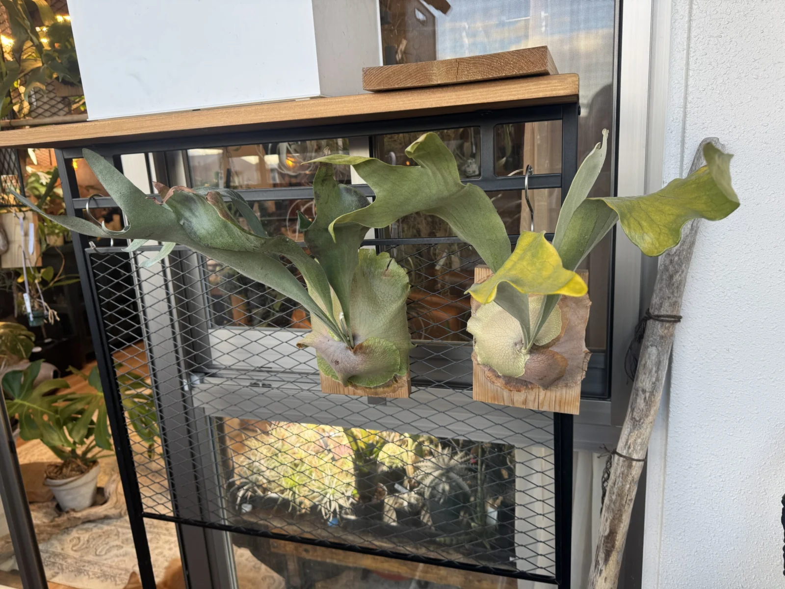 ビカクシダ ネザーランド