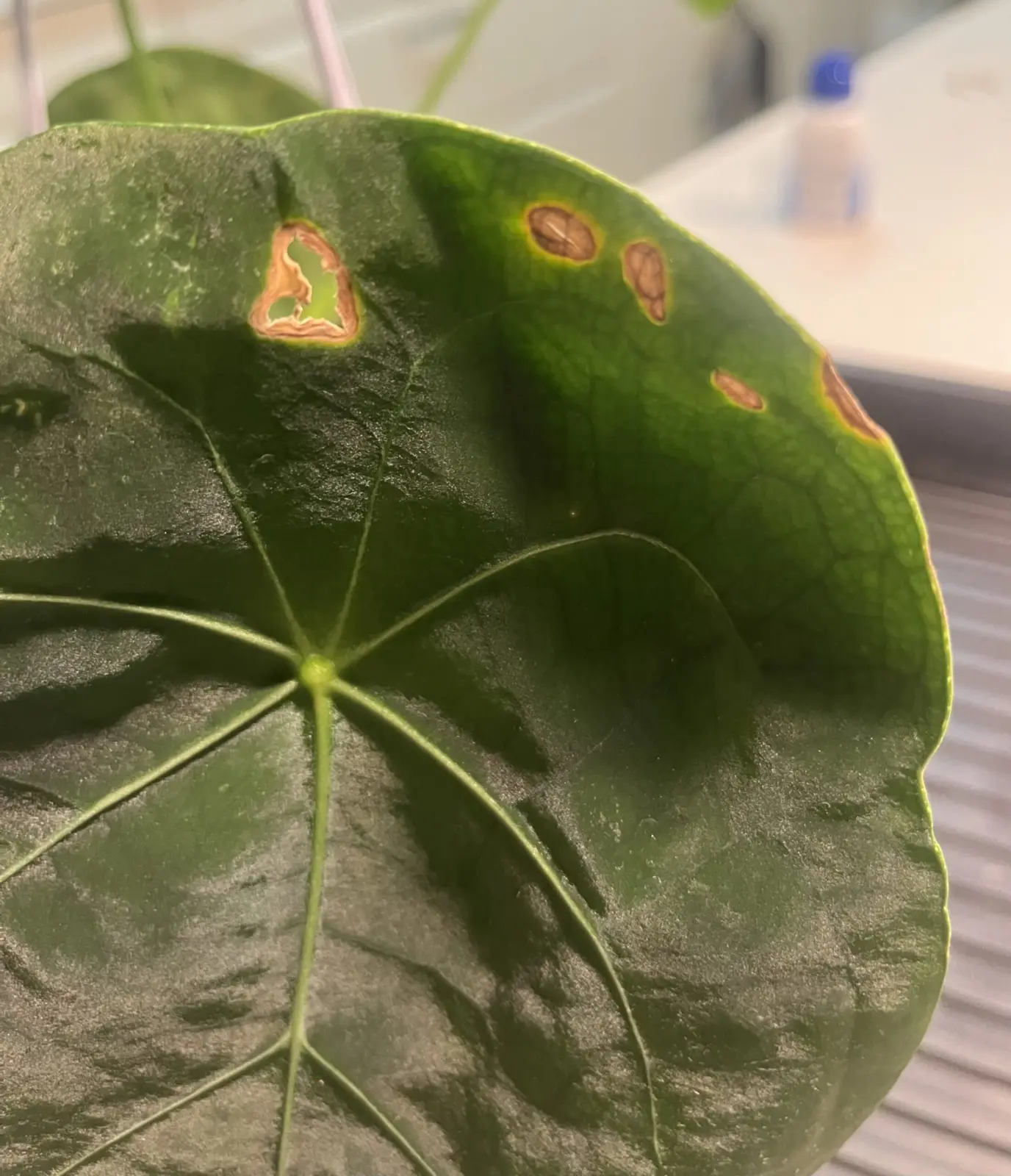 アンスリウム　フォルゲッティ