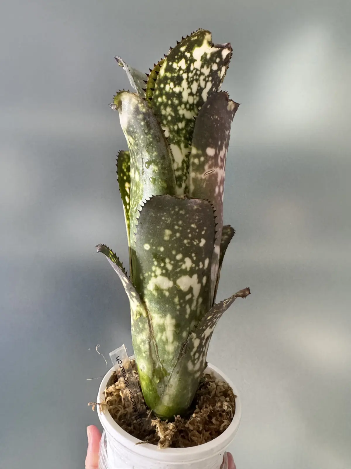 ビルベルギア メリーモナーク 色落ち