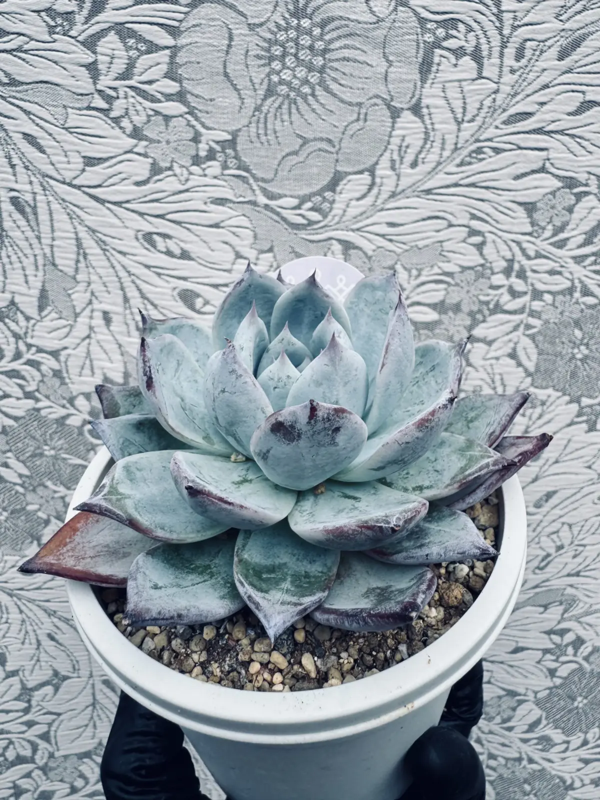 エケベリア　ブラックサバス　多肉植物