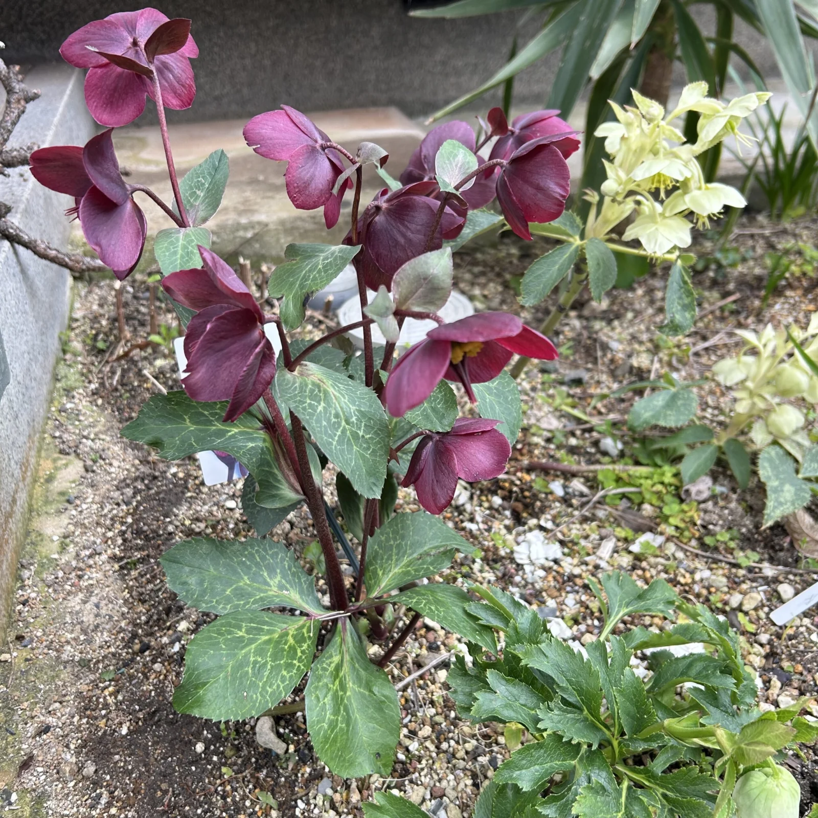 ヘレボルス アンナズレッド