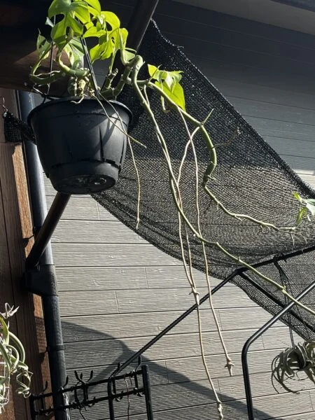 ヒメモンステラ