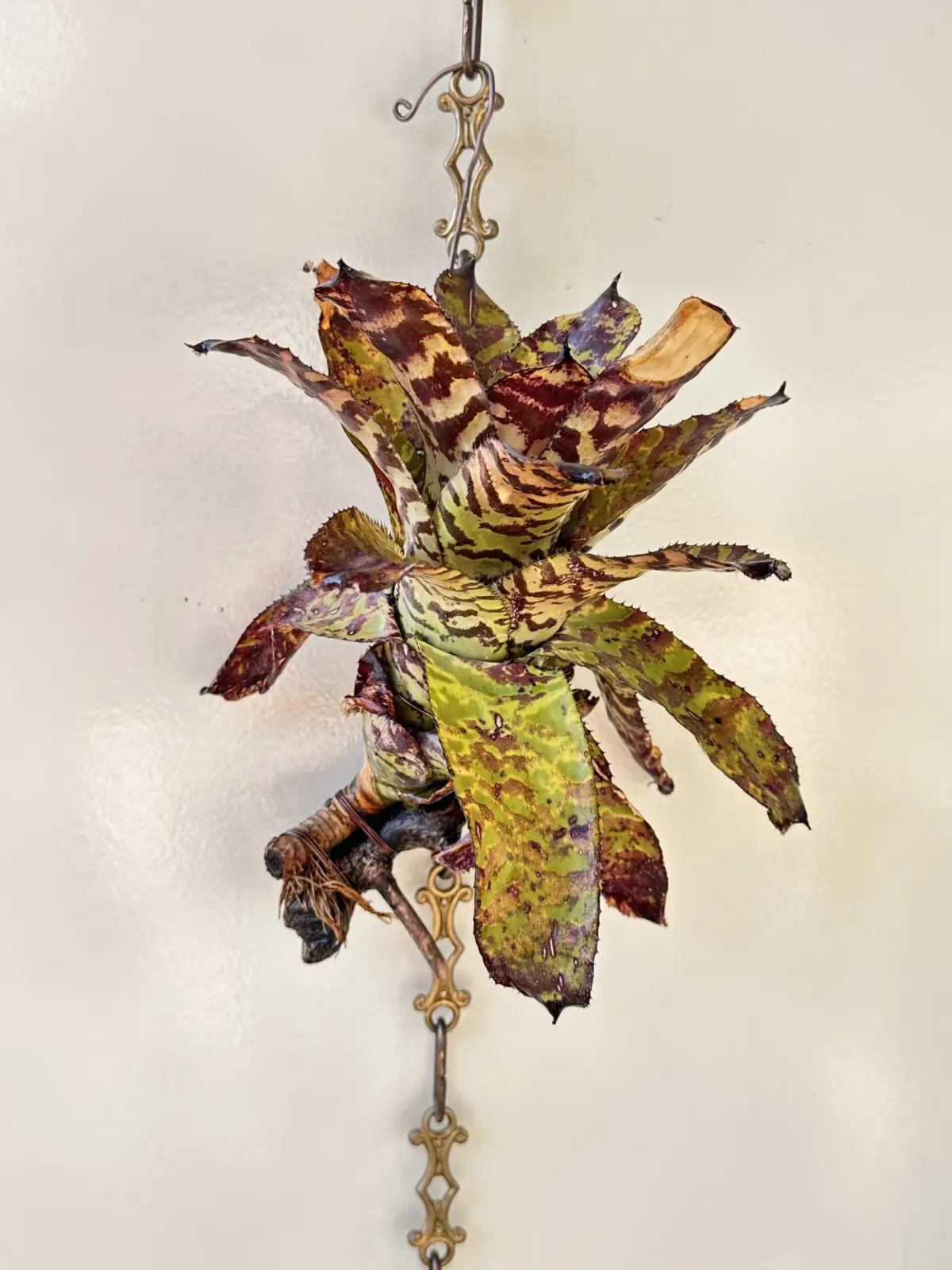 エクメア　パリリッジ　♯3