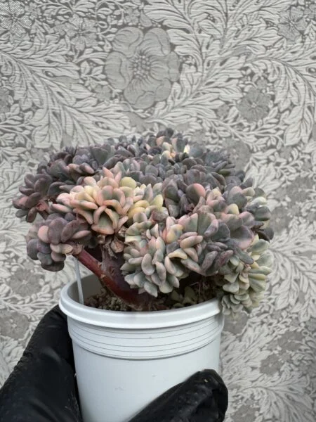 エケベリア キュービックフロスティ錦 綴化 正面 多肉植物