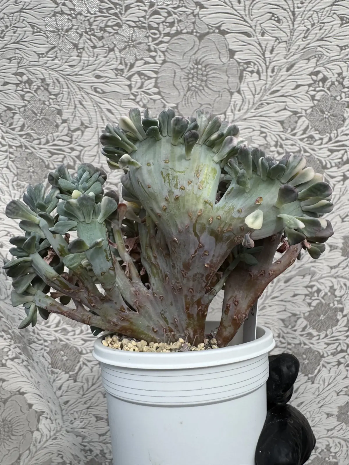 エケベリア　キュービックフロスティ錦　綴化　背面　多肉植物