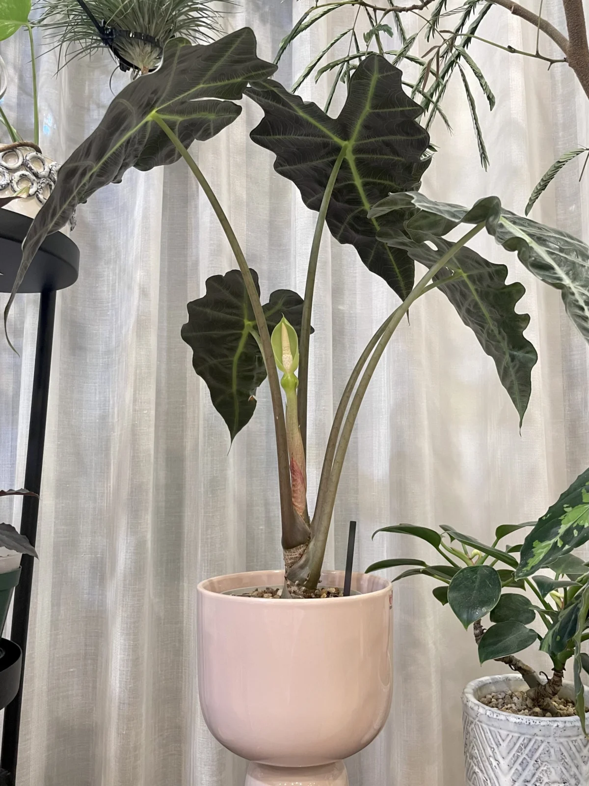 アロカシア　アマゾニカ　花