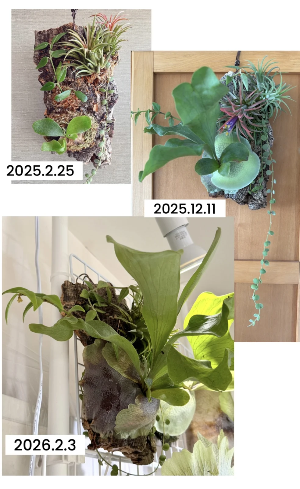 ホヤベラ 花芽 ビカクシダ ライジン 雷神 ティランジア ディスキディア コルク付け