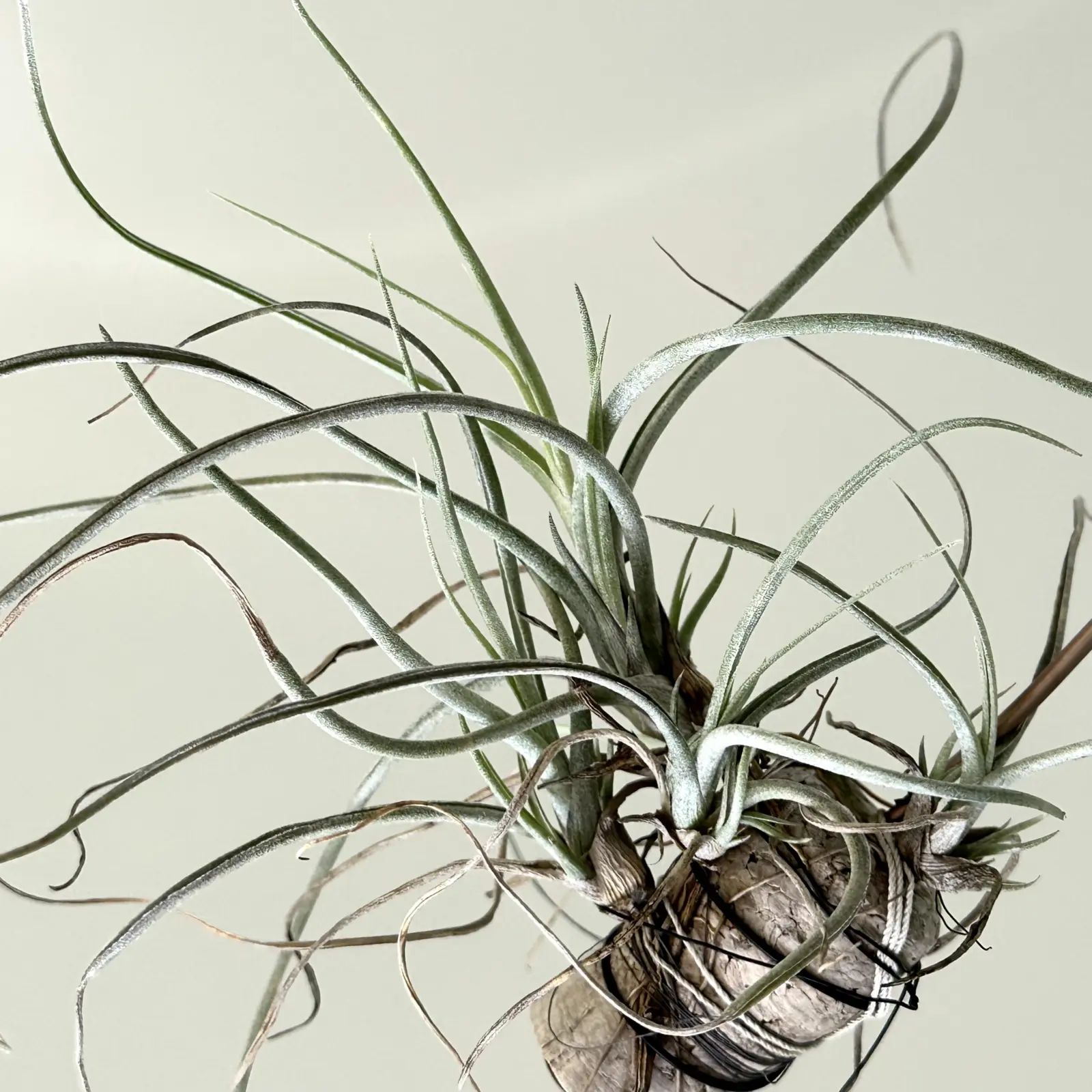 チランジア ベイレイ　