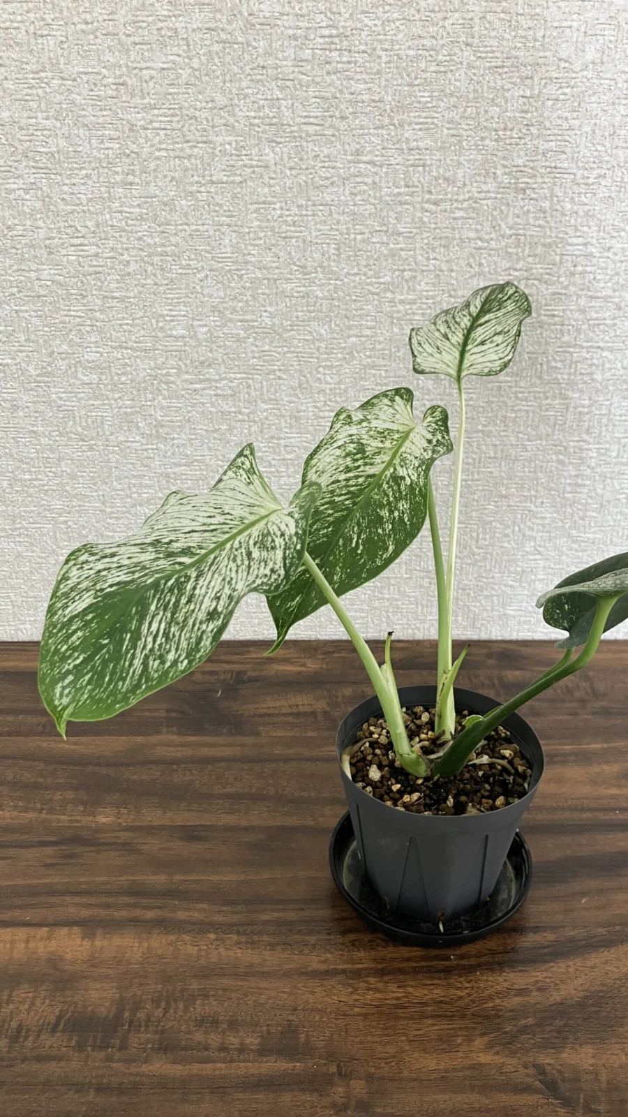 モンステラ　デビルモンスター