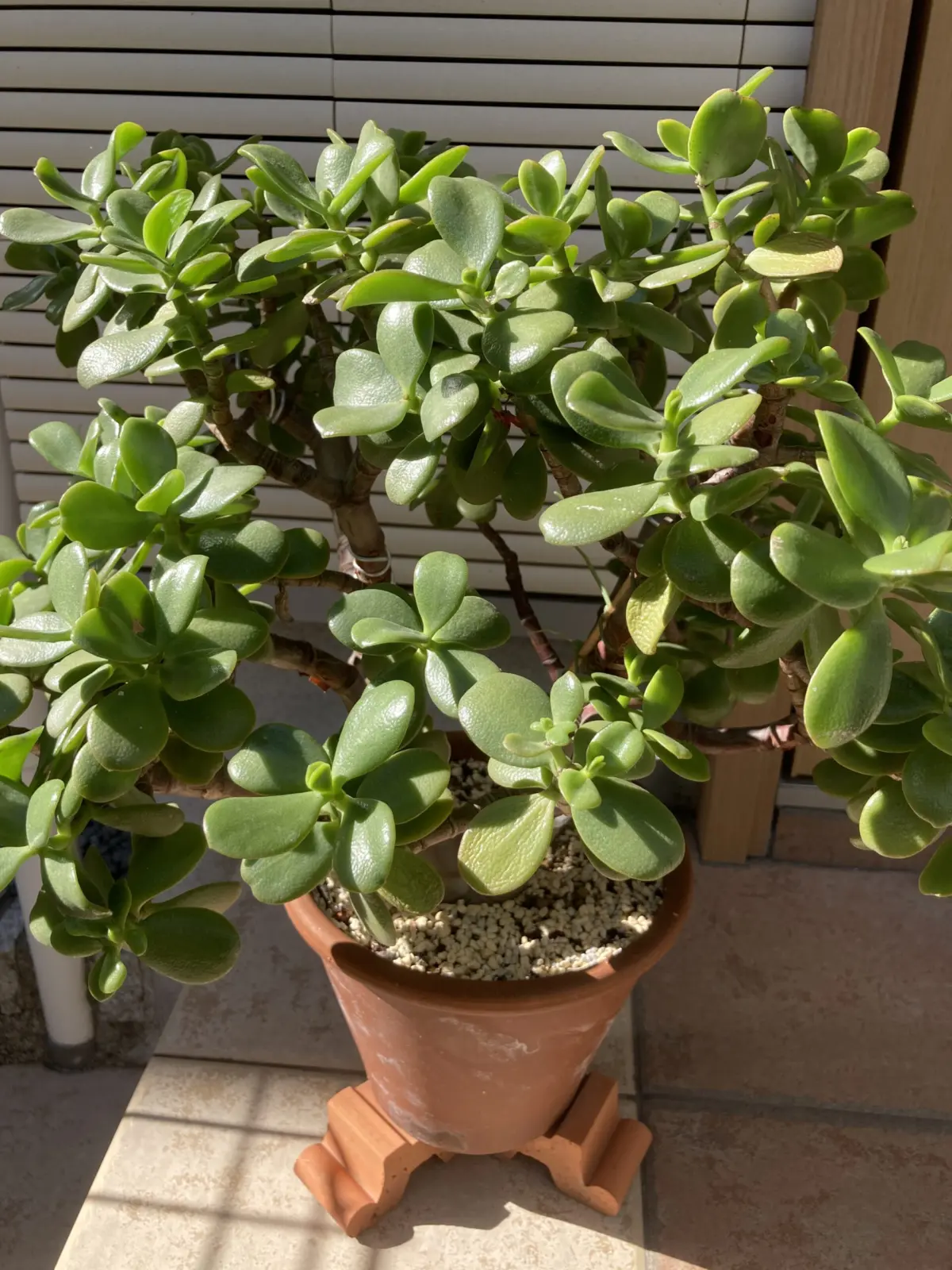 多肉植物　桜花月　金の成る木　断水その2