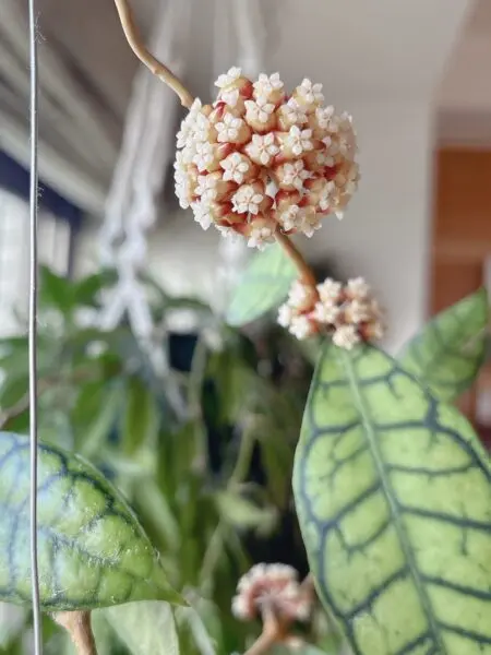 ホヤ カリストフィラ 花