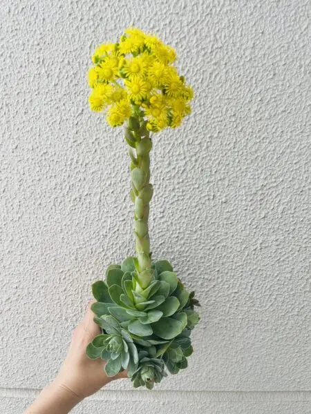 アエオニウム　グリーノビア　パンドラ　多肉植物　花