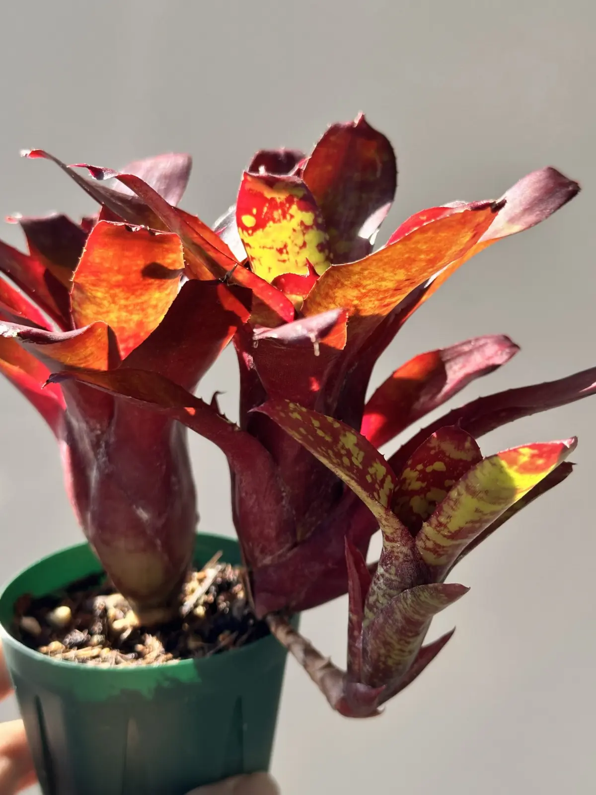 ネオレゲリア リリープー