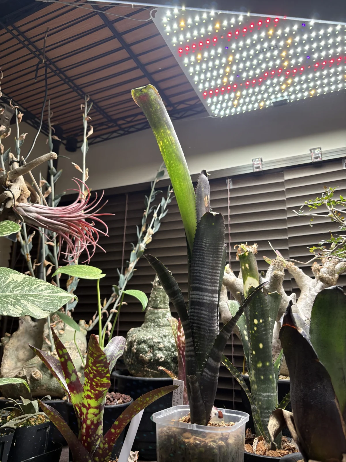 ビルベルギア　ダースベイダー