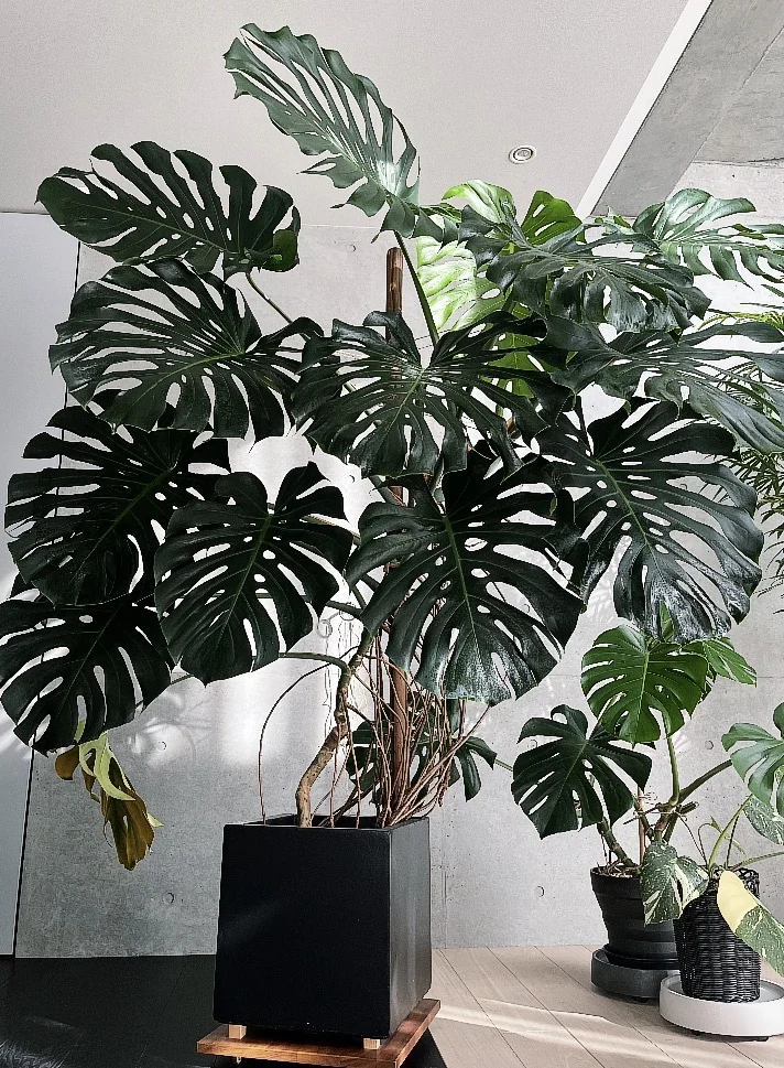 モンステラデリシオーサ