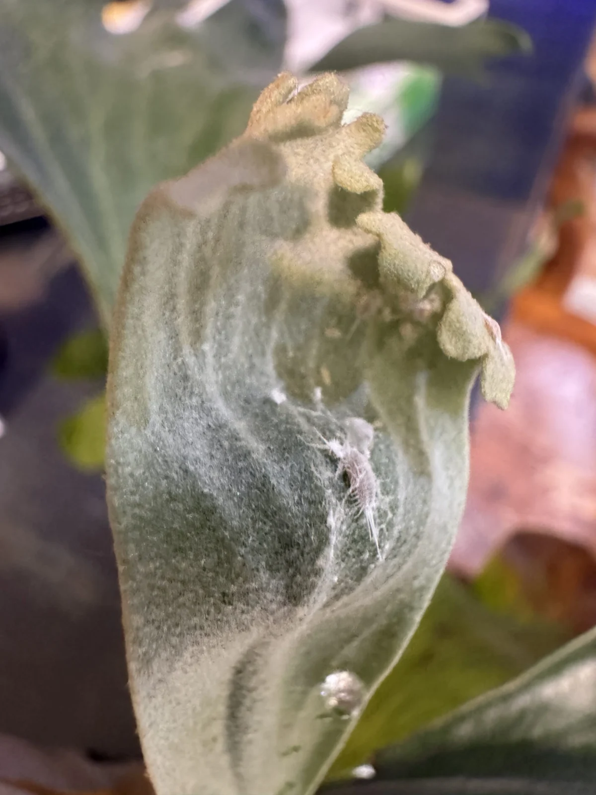 ビカクシダ　広葉×ブルーミー　スポア　害虫