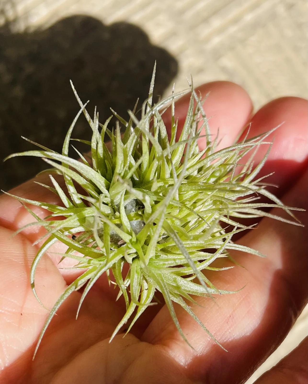 ティランジア　いがぐり　蜘蛛の巣