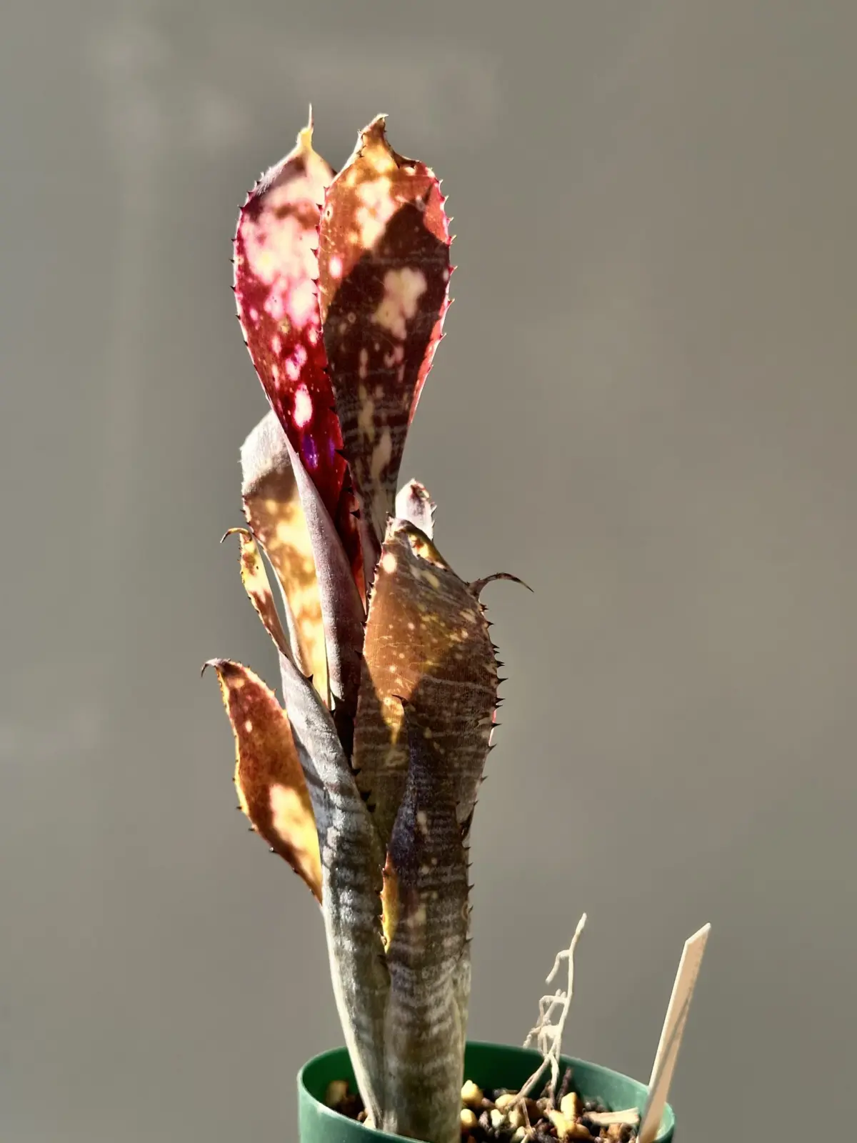 ビルベルギア　エフカイ