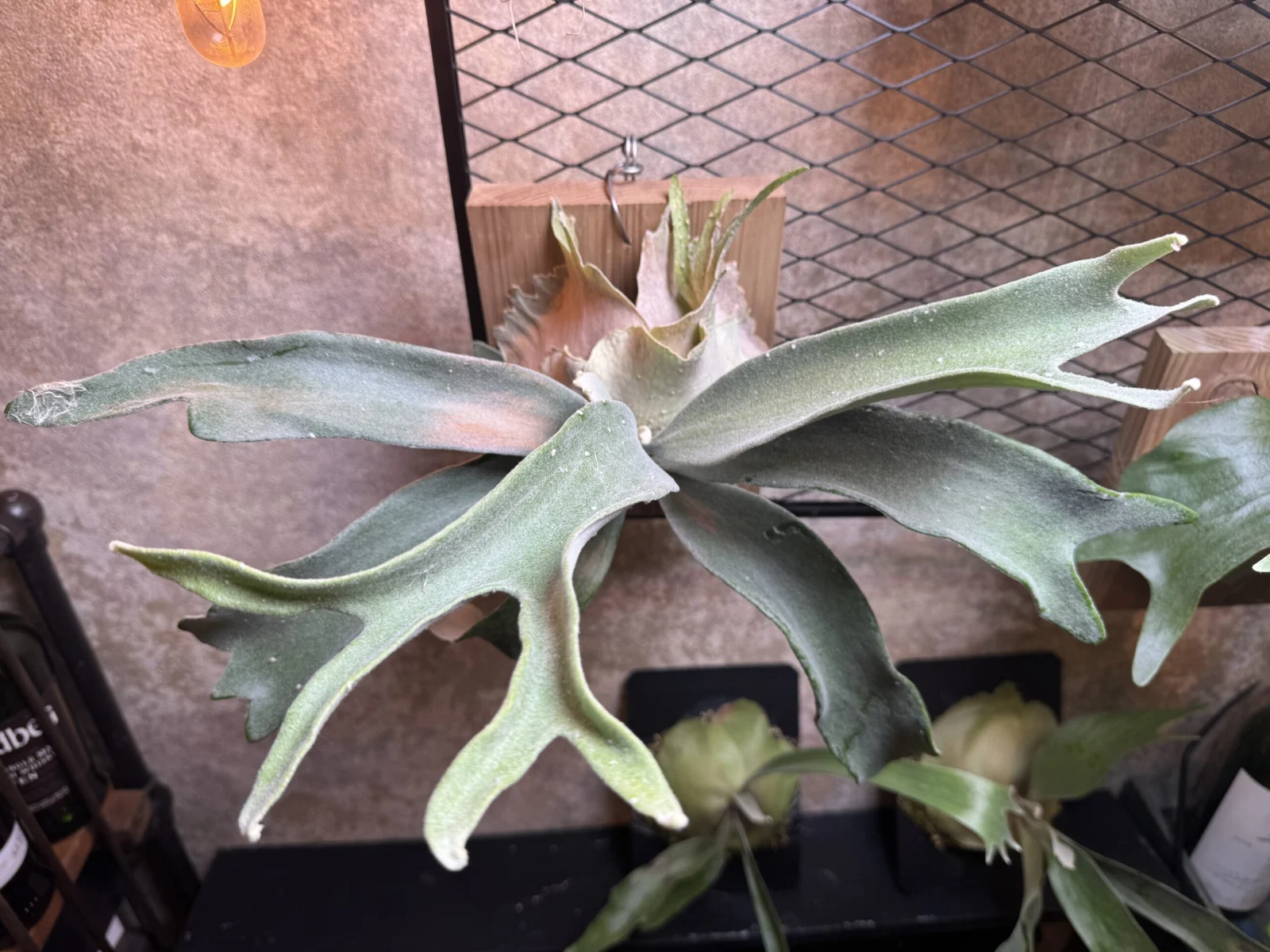 ビカクシダ　ベイチー　アーバンリバー