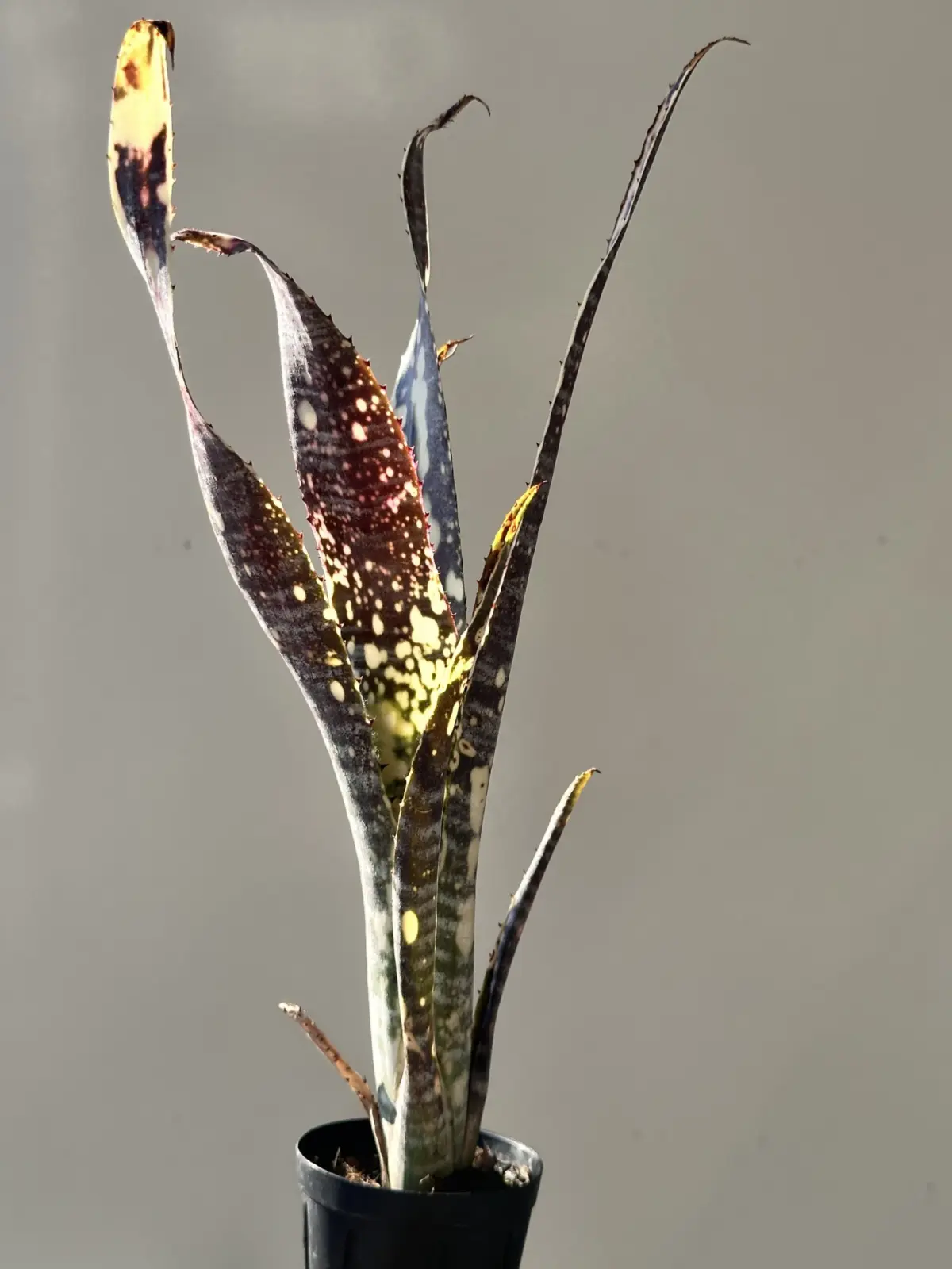 ビルベルギア　エフカイ