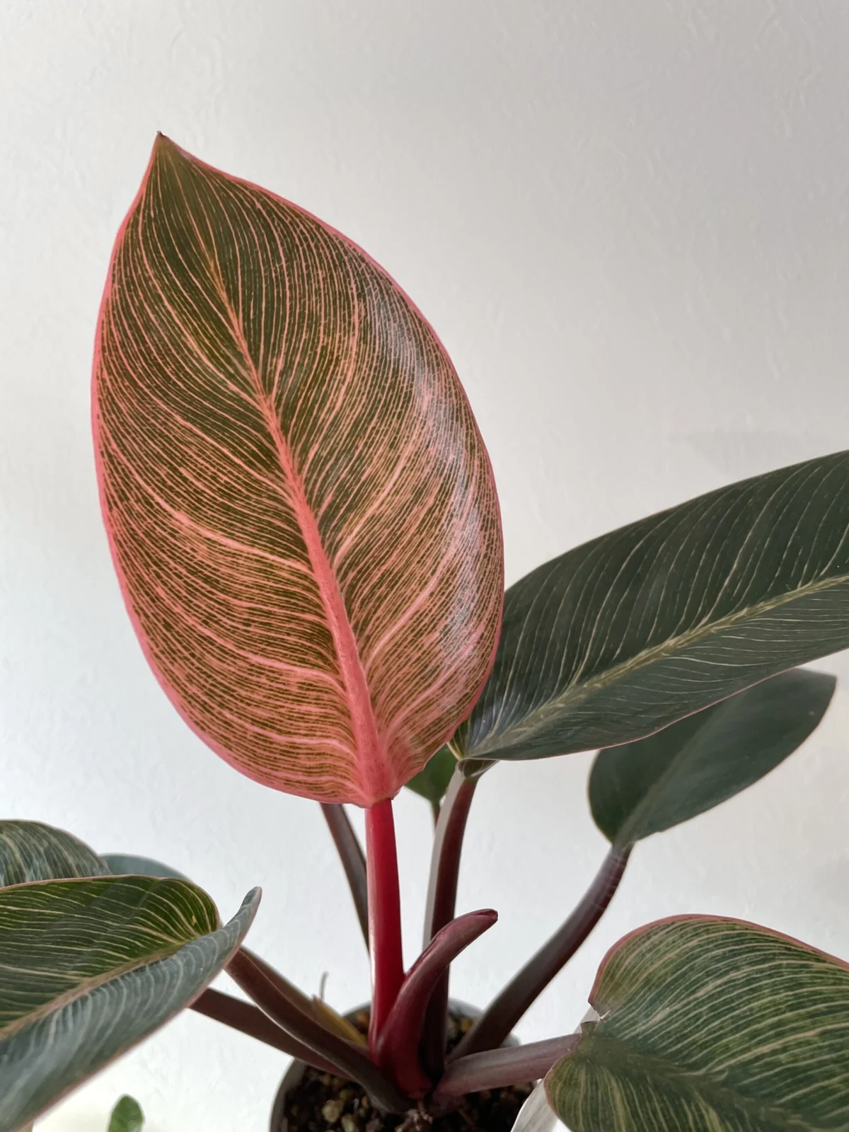 フィロデンドロン　ピンクバーキン　新葉