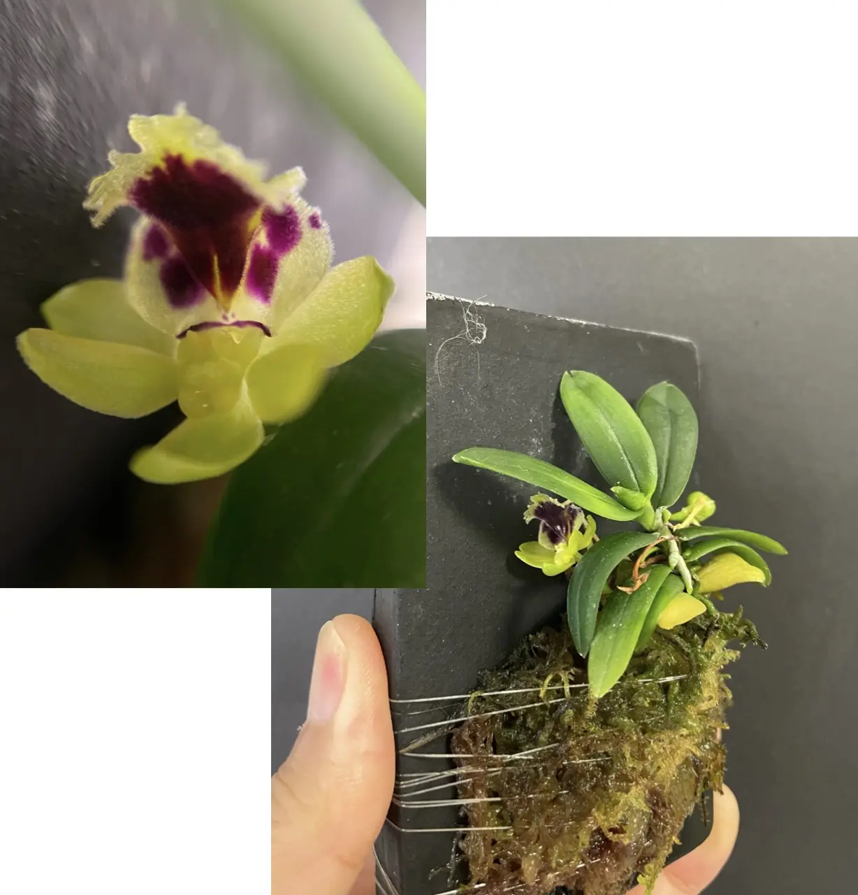 ハラエラ　レトロカラ　（ニオイラン）