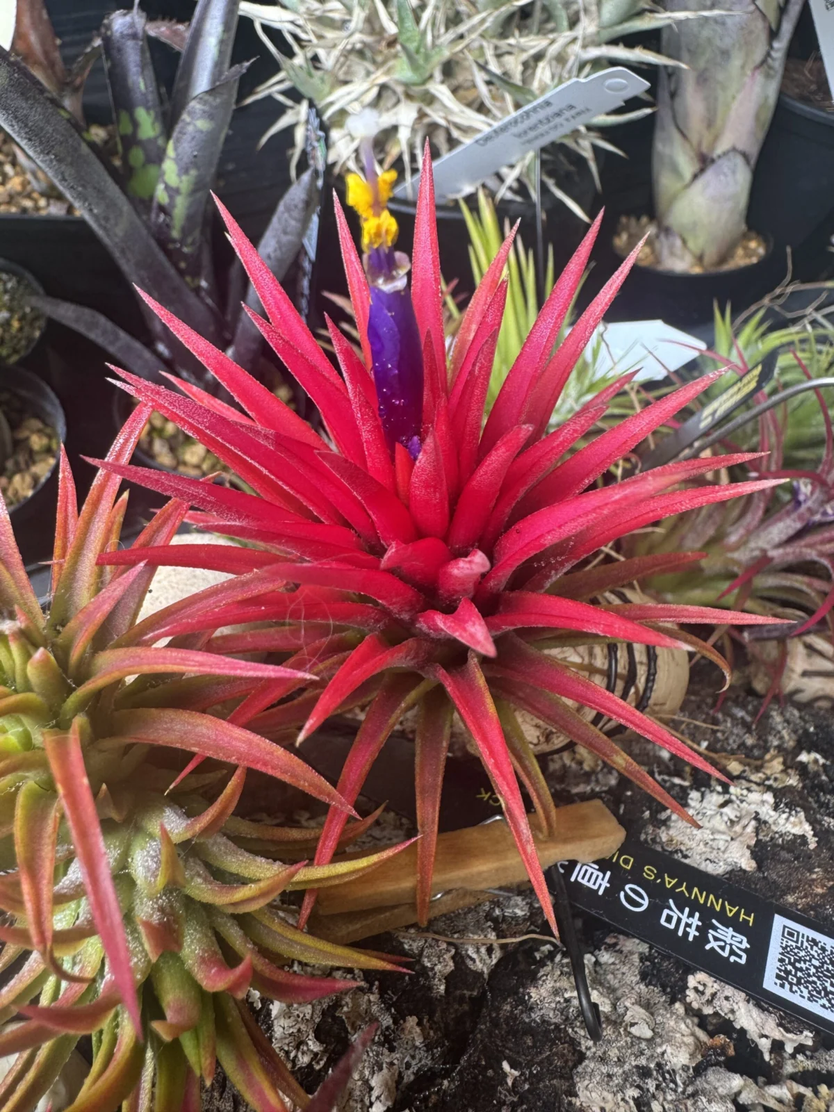 ティランジア　イオナンタ　オレンジブラッシュ　花