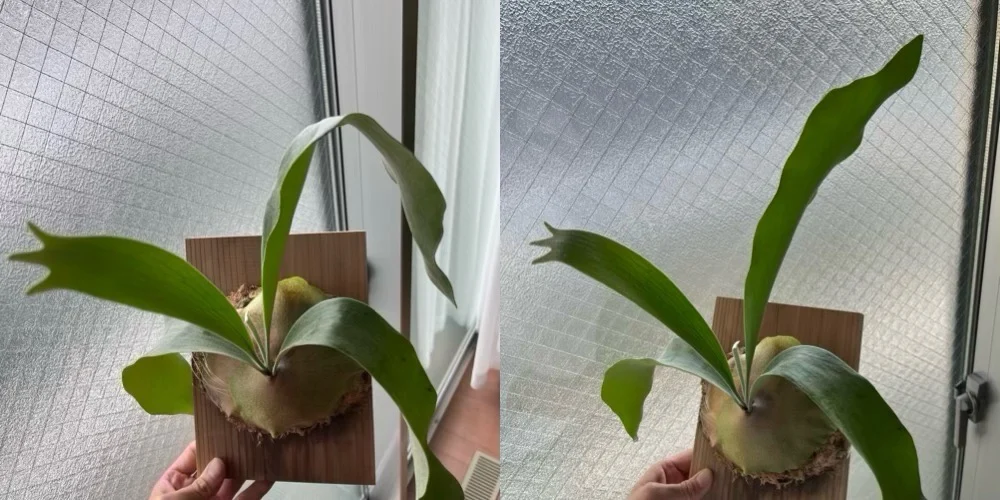 ビカクシダ ディバーシフォリウム ウィリンくるくる