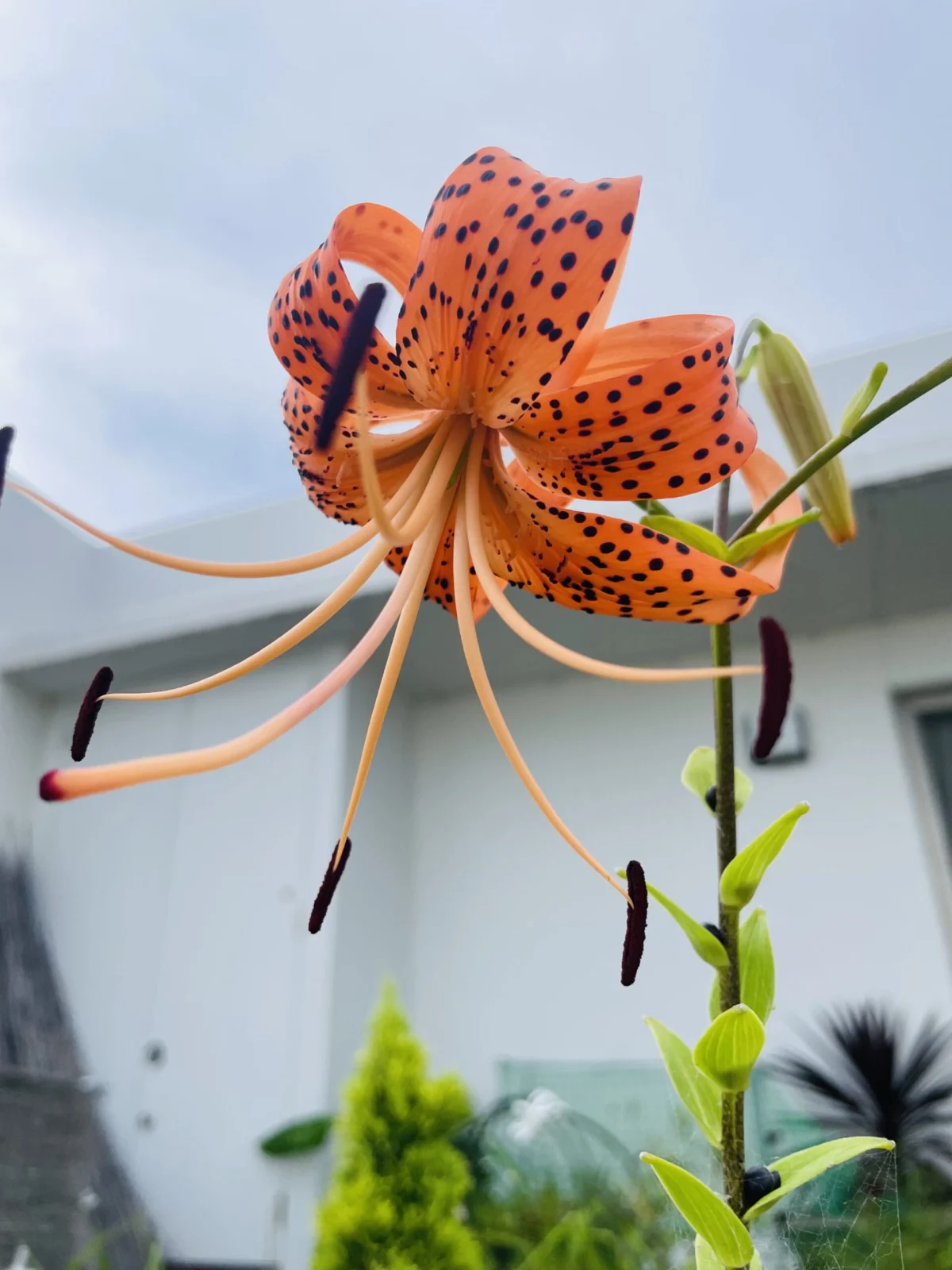 ユリ　花