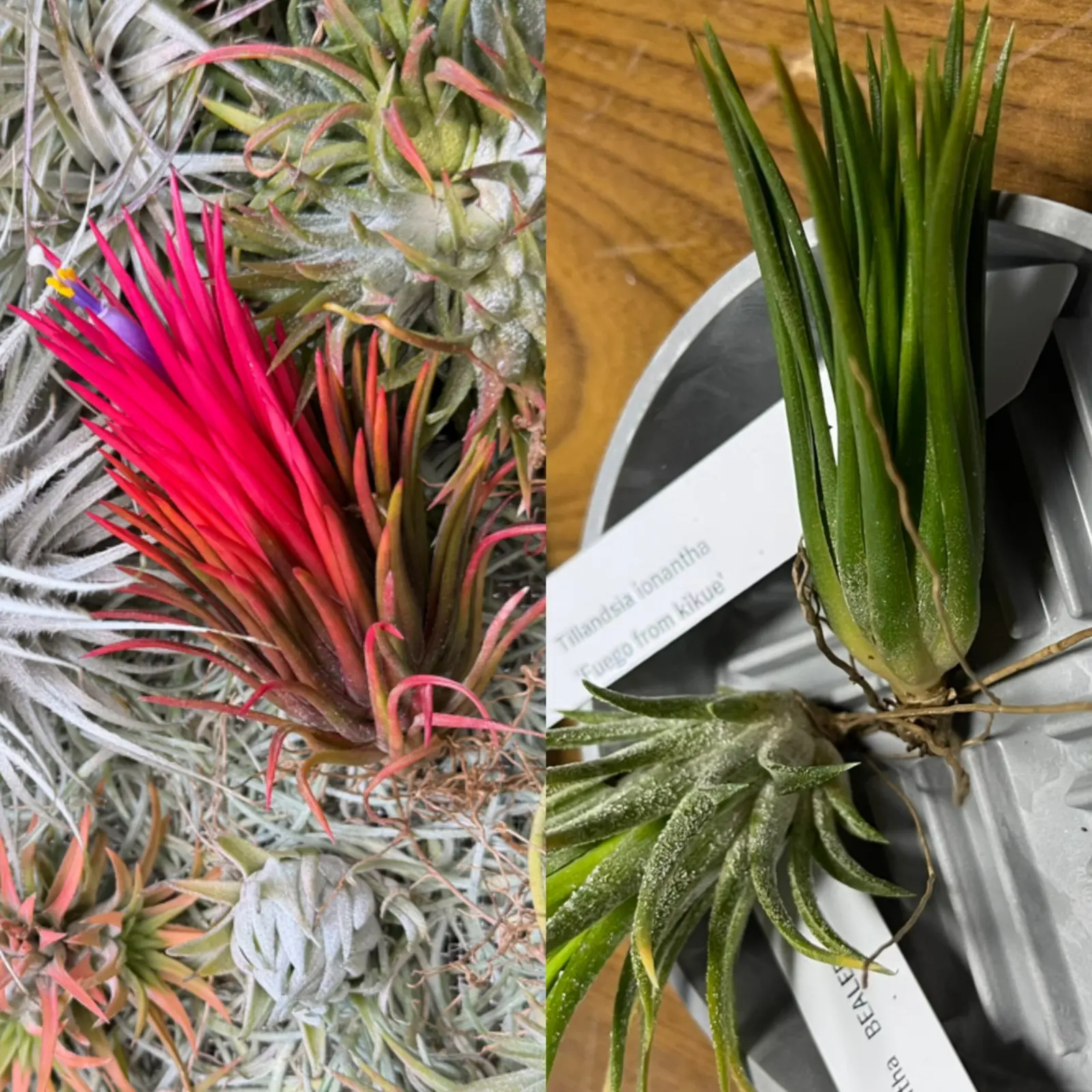 イオナンタ フエゴ フロム キクエ