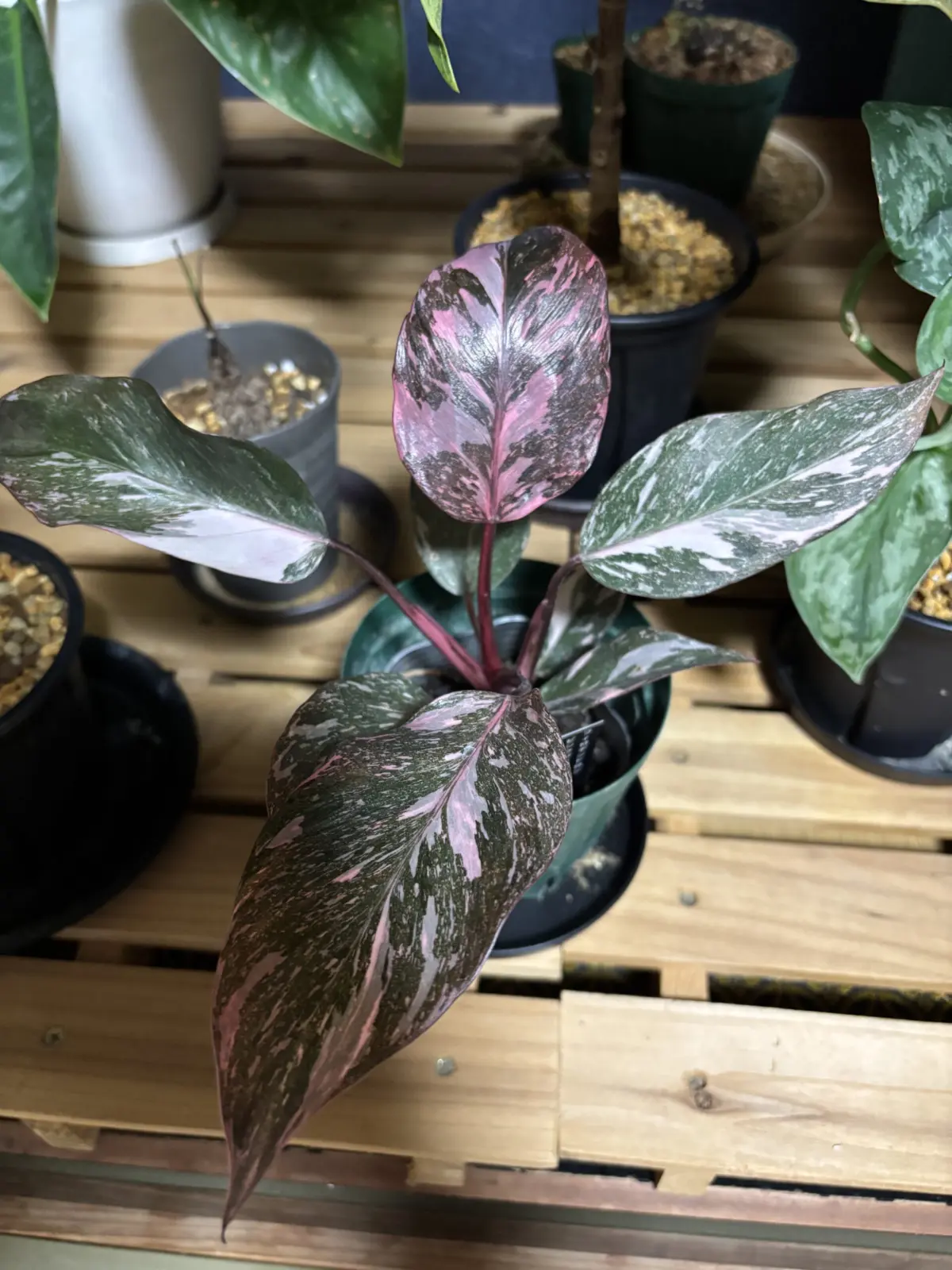 フィロデンドロン ピンクプリンセススーパー