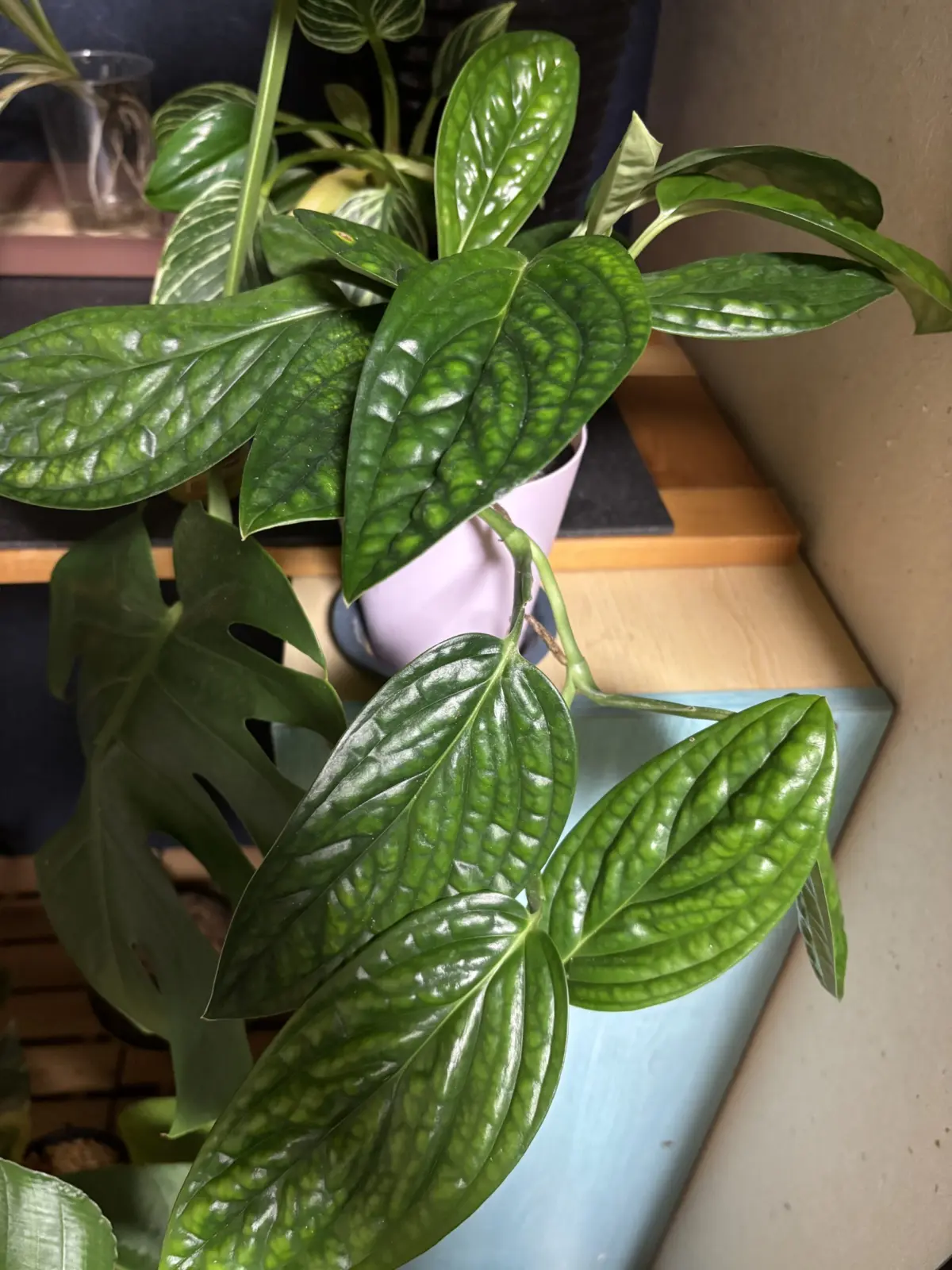 モンステラ ジェイドシャトルコック