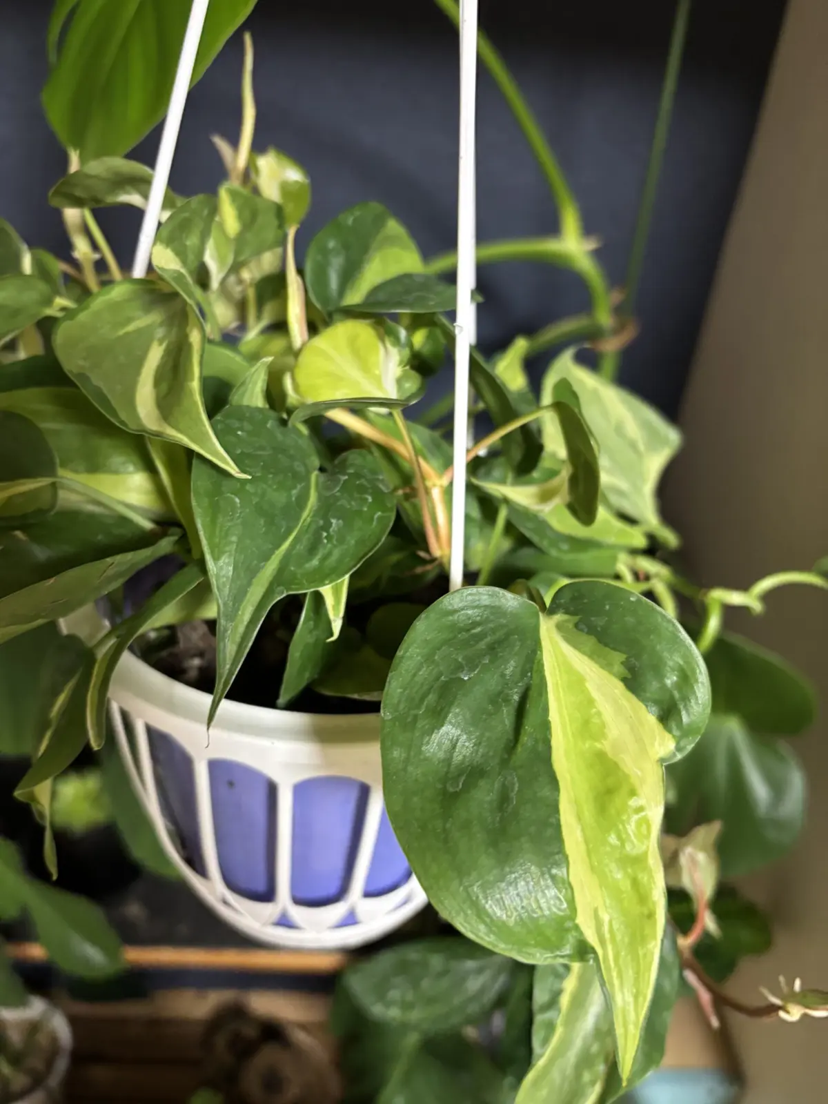 フィロデンドロン ブラジル